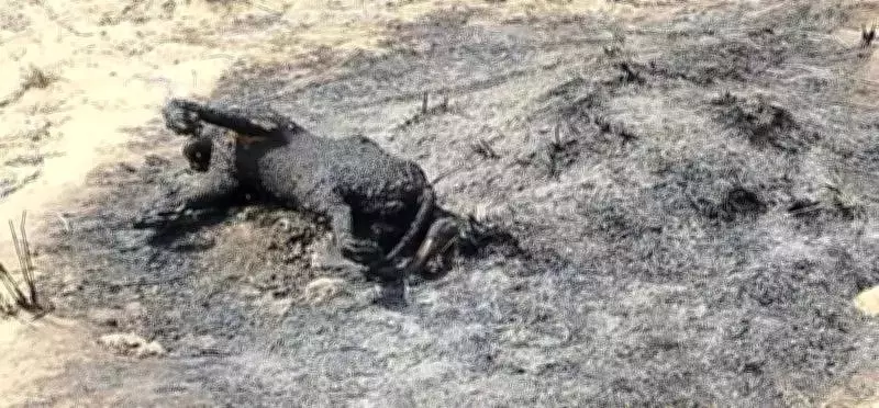 Critically Endangered Caracal Found Burnt in Jaisalmer, Three Suspects Arrested