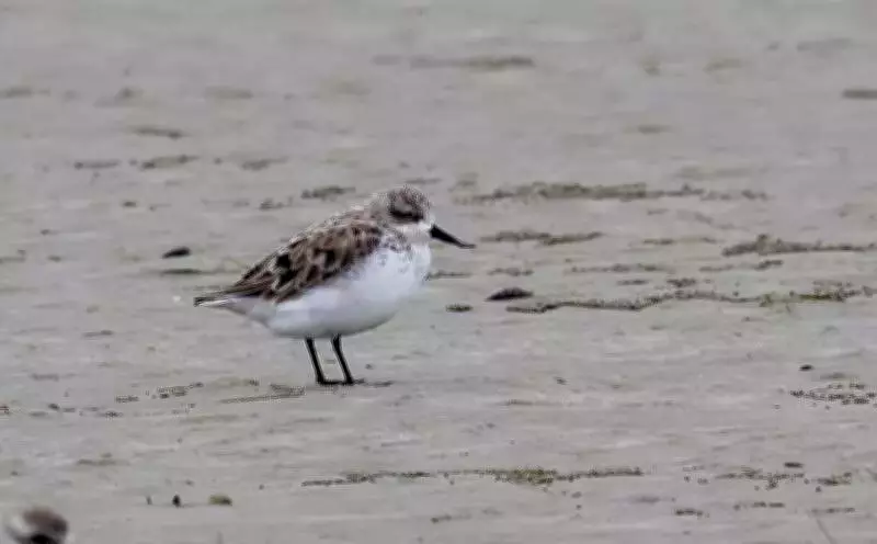 Critically Endangered Spoon-billed Sandpiper Spotted in Bengal's Bakkhali