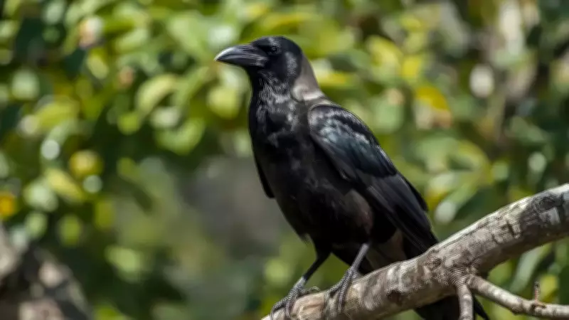 Crows in Hindu Mythology: Spiritual Messengers Between Worlds
