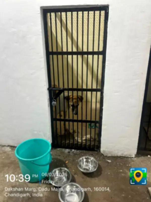 Cruelty Persists at Chandigarh's New Animal Shelter: Dogs Locked Without Food, Water