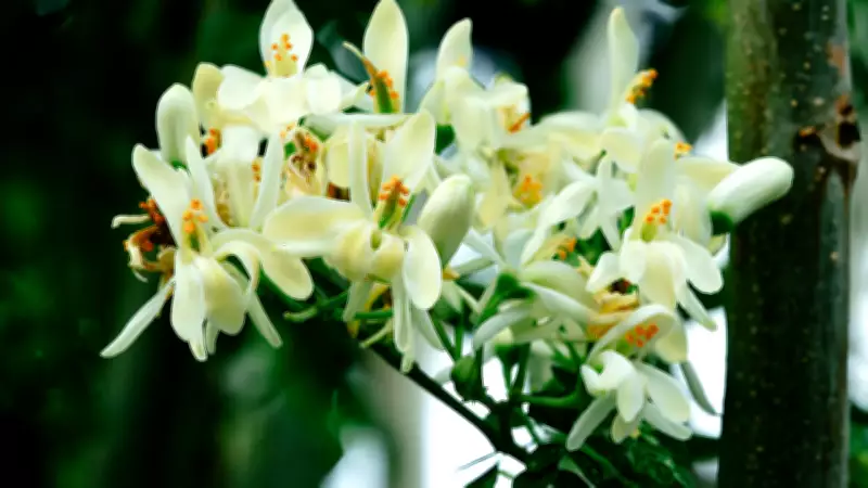 Cultivate Moringa at Home: A Complete Guide to Growing the Superfood Tree