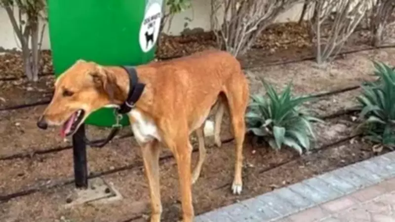 Delhi Proposes Hefty Fines for Pet Offenses, Civic Violations in New Bill