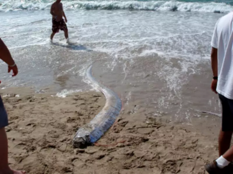 Doomsday Fish Spotted Near Mexico Beach: Viral Sighting Sparks Myth vs. Omen Debate