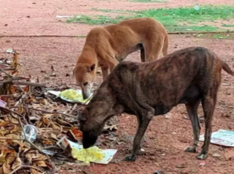 DRDO Bengaluru Faces Notice Over Alleged Illegal Capture of 22 Community Dogs