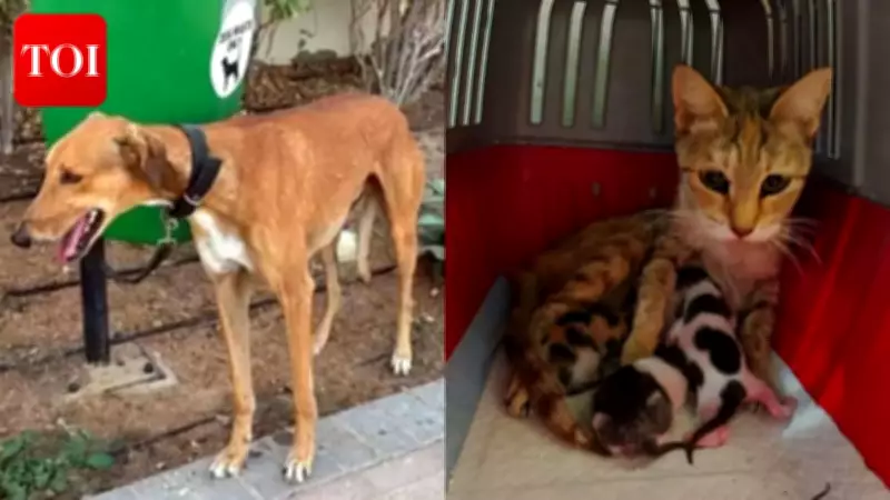 Dubai Pet Abandonment Crisis: Owners Flee Conflict, Leave Animals Stranded