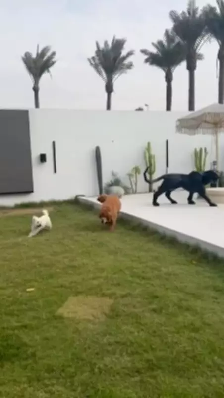 Dubai Pets Find Loving Homes Amid Regional Conflict and Uncertainty