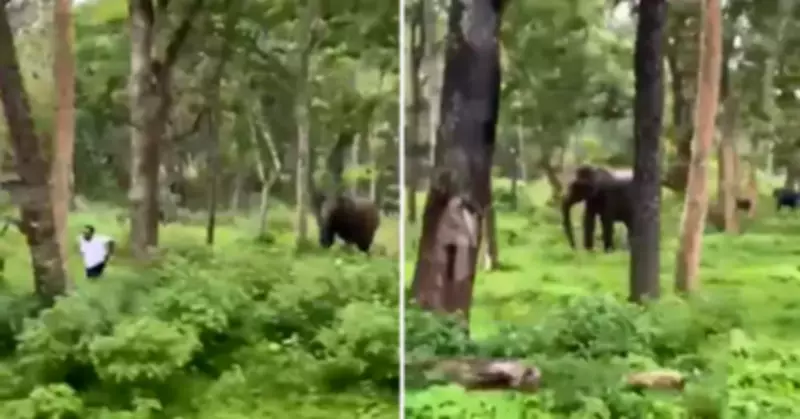 Elderly Man Seriously Injured in Elephant Attack in Chhattisgarh's Raigarh District