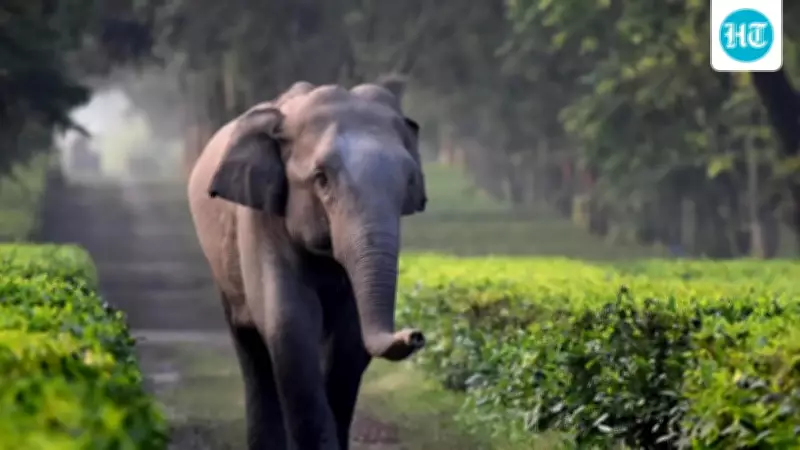 Elderly Man Trampled to Death by Wild Elephant in Gumla Village