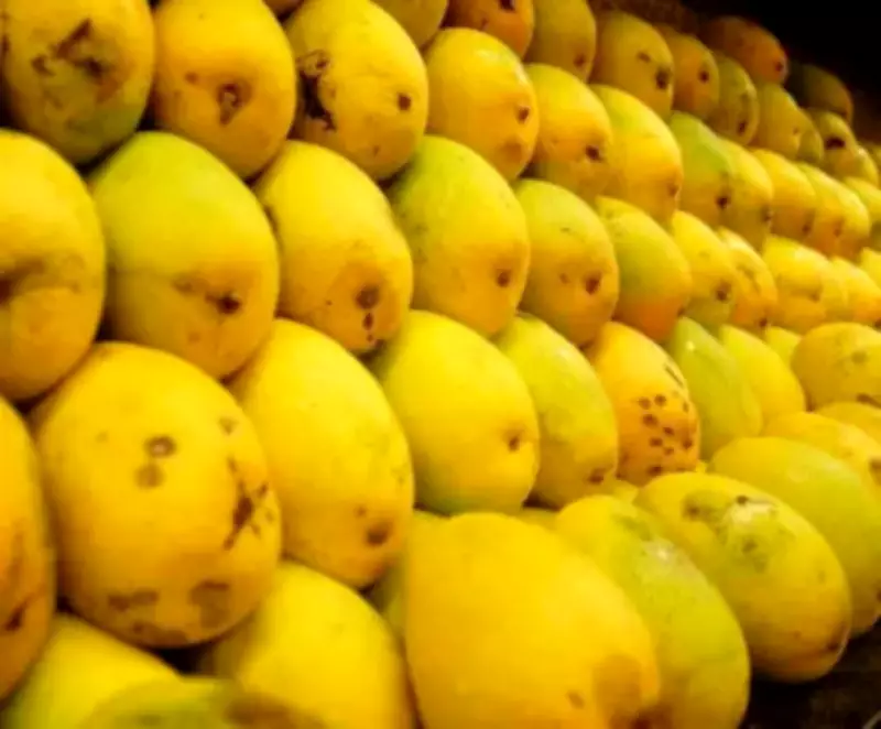Election Code Disrupts Krishnagiri Mango Price Talks, Farmers Fear Losses