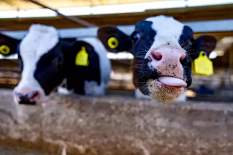 Empowering SC Women in Bathinda: 4-Day Dairy Training Boosts Rural Entrepreneurship