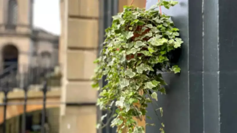 English Ivy: The Resilient and Versatile Plant for Homes and Gardens