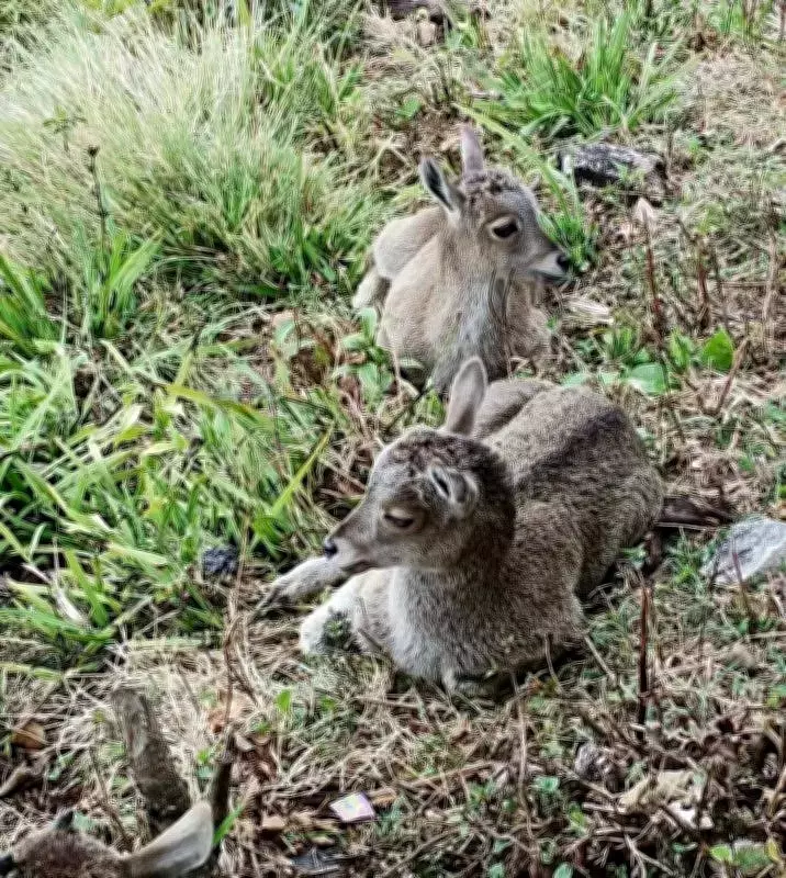 Eravikulam National Park Reopens April 1 After Nilgiri Tahr Breeding Season
