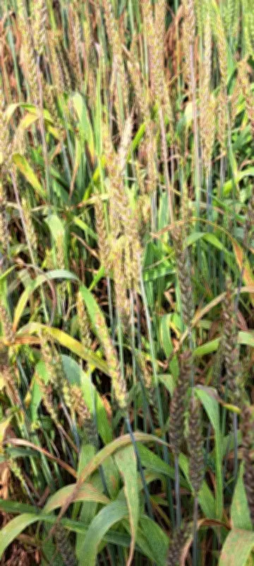 Erratic Weather Patterns in Punjab Raise Farmer Concerns Ahead of Harvest Season