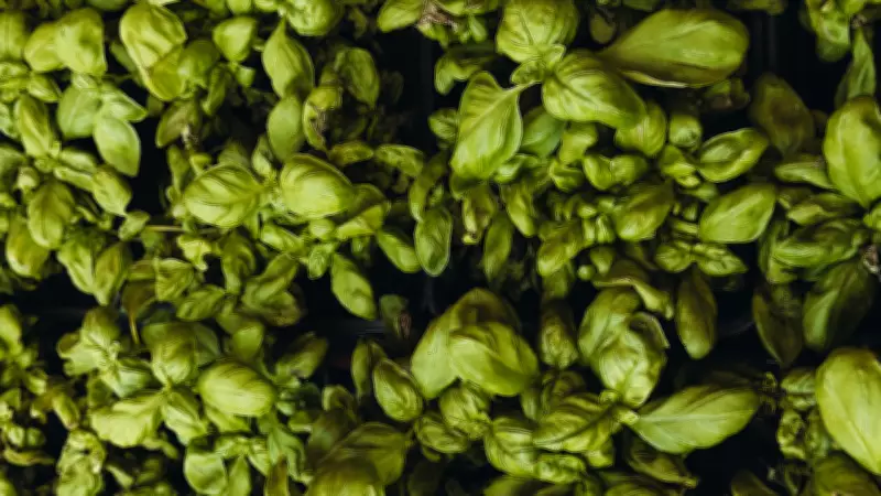 Essential Guide to Growing Healthy Tulsi: Avoid These Common Mistakes