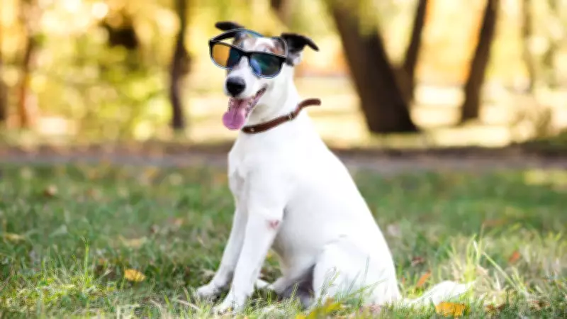 Essential Summer Survival Guide for Pets in India: Beat the Heat