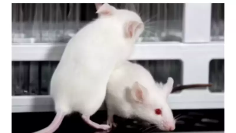 Evolute Bioscience Ends Animal Testing, Adopts Peta-Donated Simulation Software