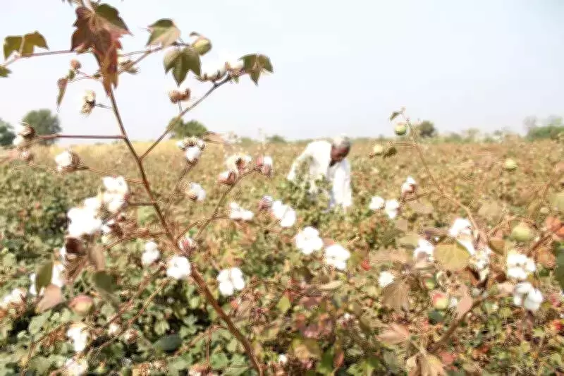 Experts Urge Coordinated Action to Revive Declining Cotton Cultivation in Northern India