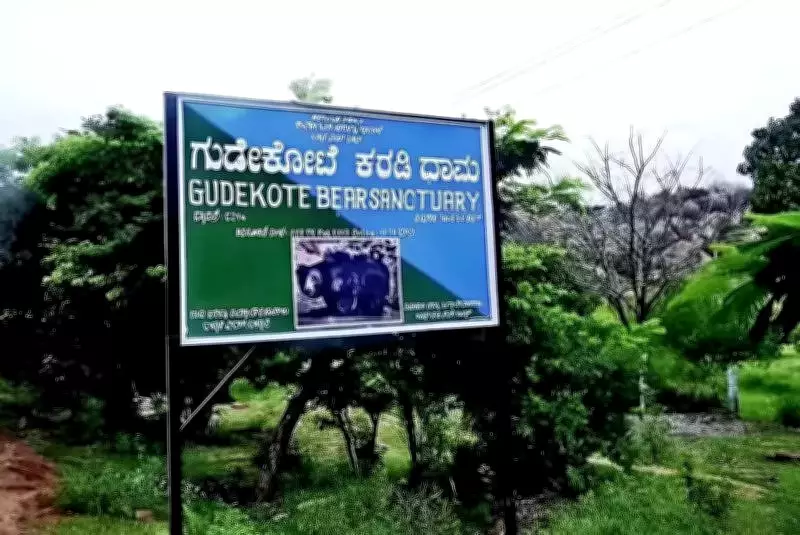 Farmers Face Deadly Bear Attacks Near Gudekote Sanctuary, Demand Government Action