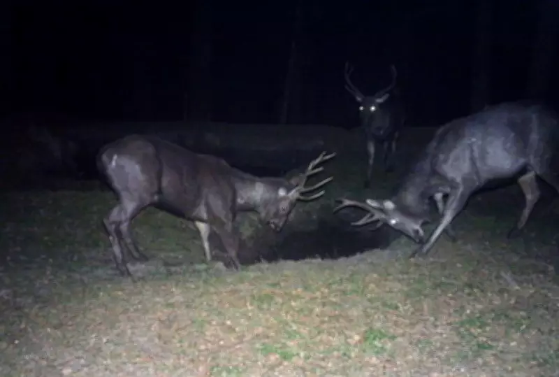 First Camera Trap Captures Sambar Deer in Himachal's Kalatop-Khajjiar Sanctuary