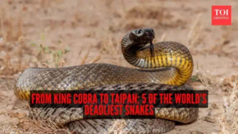 Five of the World's Deadliest Snakes: Understanding the Real Risks