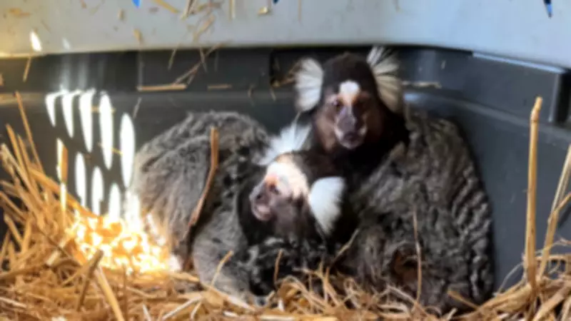 Florida 'Monkey Whisperer' Jailed for Illegal Exotic Animal Trafficking