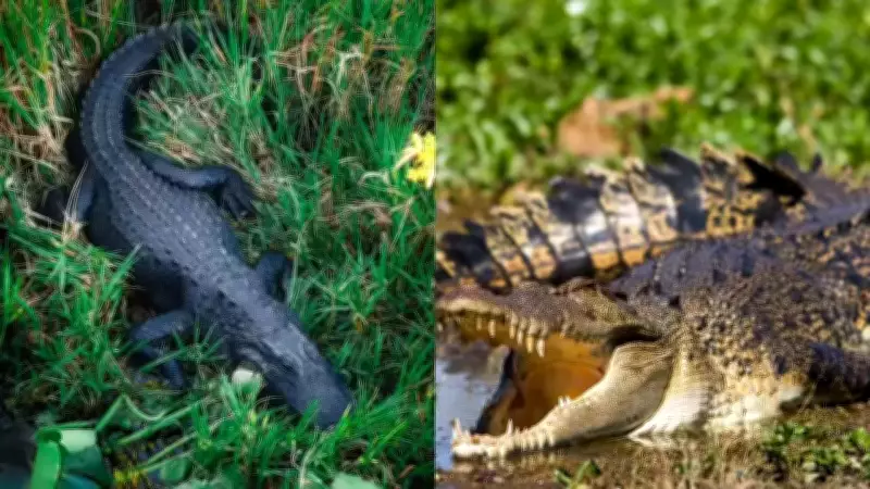 Florida's Unique Ecosystem: Where American Alligators and Crocodiles Coexist