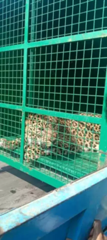 Forest Department Captures Leopardess in Mandya After Rescuing Her Cubs