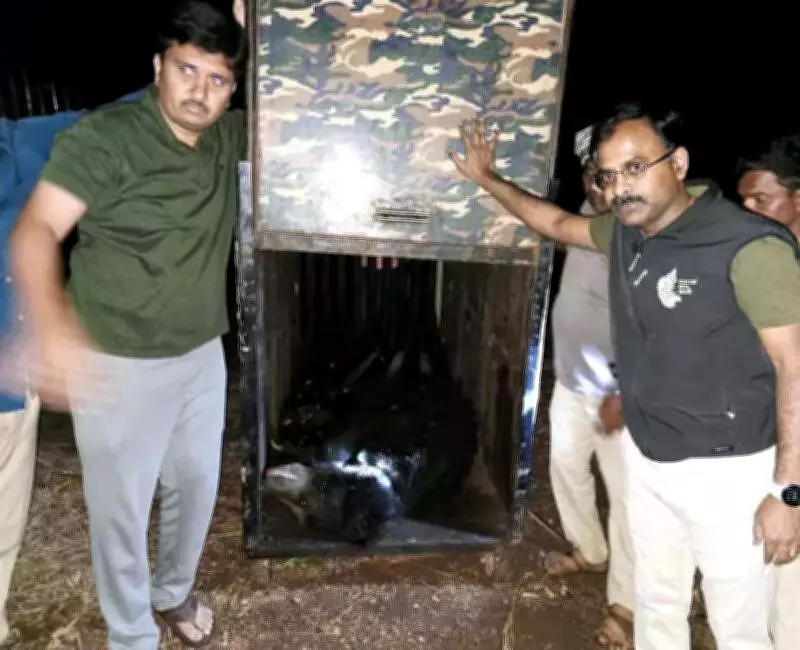 Forest Officials Use App-Based Cage to Capture Bear Family in Ballari Township