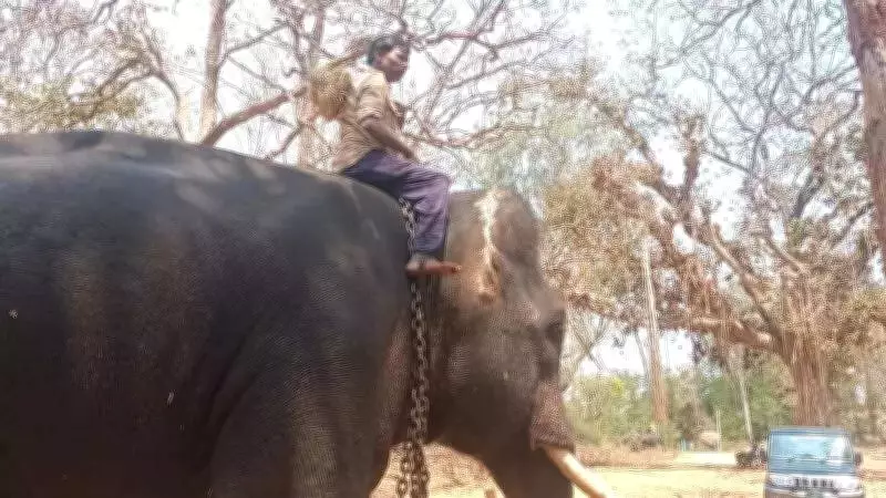Four Elephants at Karnataka's Sakrebailu Camp Recover After Critical Health Crisis