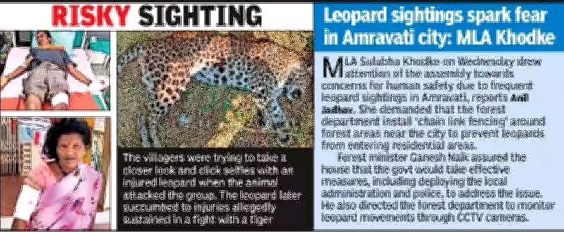 Four Villagers Attacked by Injured Leopard in Gadchiroli After Tiger Fight