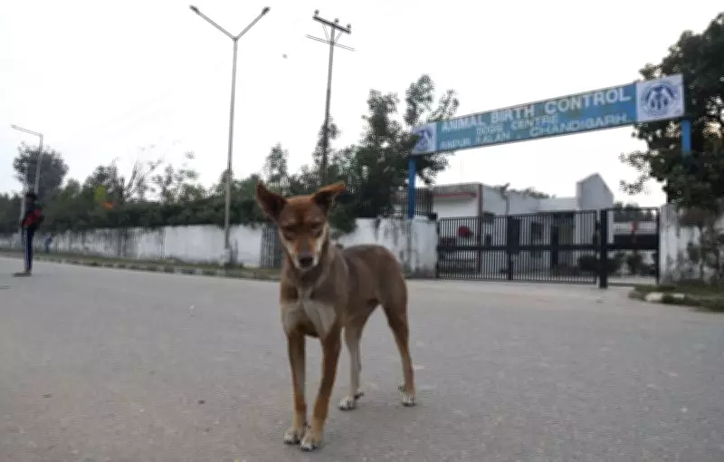 Free Anti-Rabies Vaccination Camp for Dogs in Kapurthala on March 17