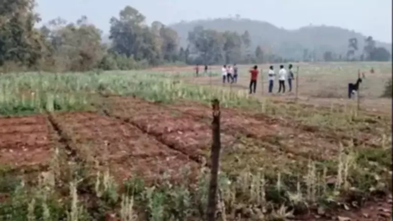 Fresh Opium Cultivation Case Emerges in Chhattisgarh's Balrampur District