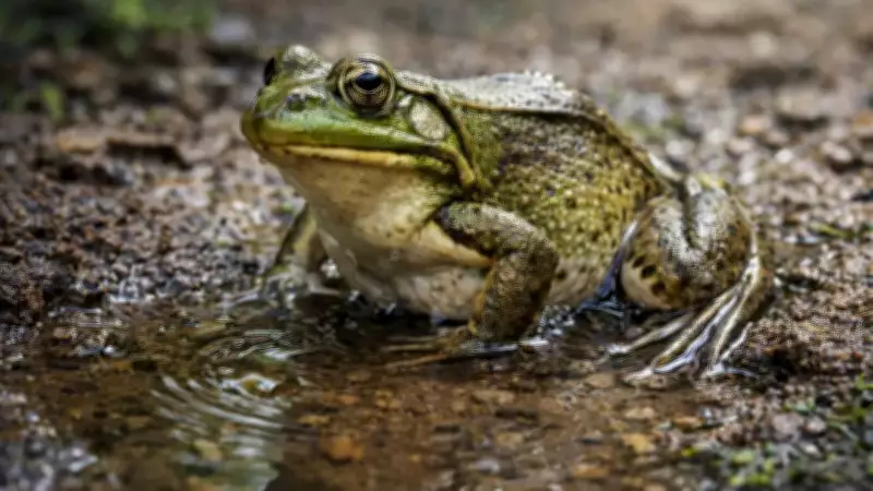 Frogs' Unique Hydration Method: Absorbing Water Through Skin, Not Drinking