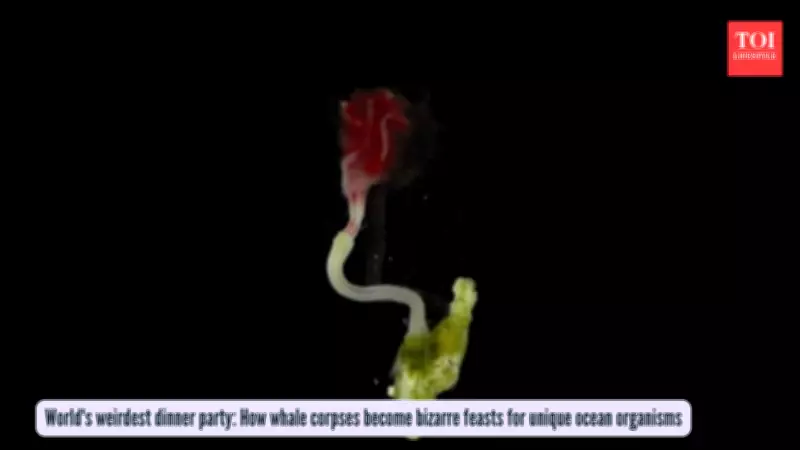 From Giants to Gardens: How Whale Corpses Create Bizarre Deep-Sea Ecosystems