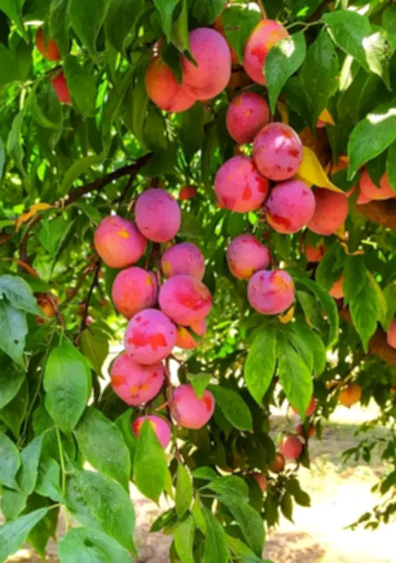 Fruit Crops Transform Rajasthan's Arid Farms, Offering New Hope