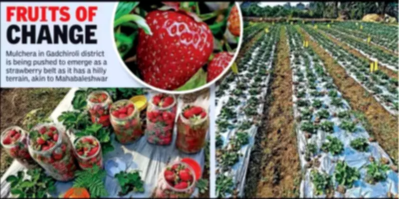 Gadchiroli Farmers Defy Climate, Grow Strawberries in Former Maoist Hotbed