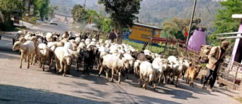 Gaddi Shepherds Begin Early Migration to Chamba Hills Amid Rising Temperatures