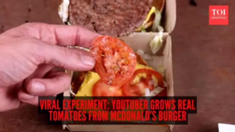 Gardener Grows Dozens of Tomatoes from a McDonald's Cheeseburger Slice