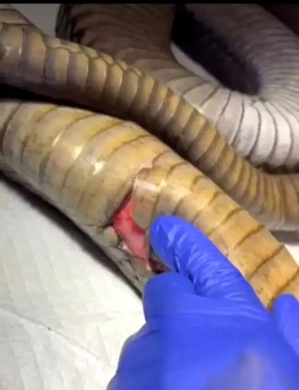 Giant 12-Foot King Cobra Rescued, Treated, and Released Back to Wild in Karnataka