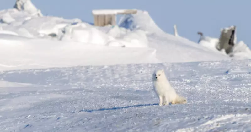 Global Photo Highlights: Gangaur Festival, Kashmir Fields, Canadian Blizzard
