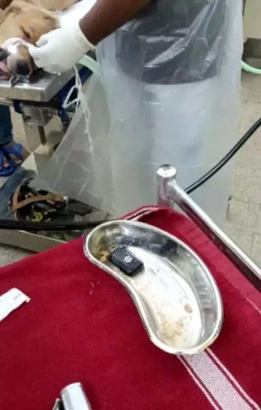 Golden Retriever Saved in Kolkata After Swallowing Car Key in Jamshedpur