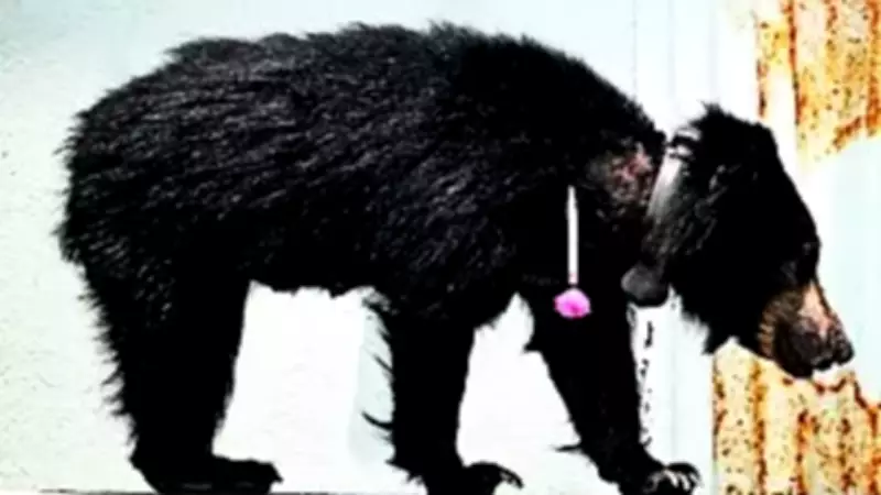 GPS-Collared Sloth Bear Captured After 50km Trek to Shivamogga Airport