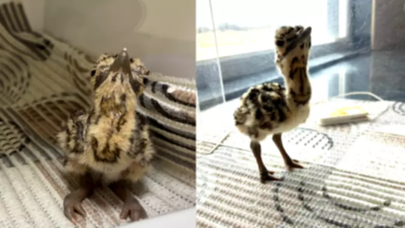 Great Indian Bustard Conservation Breakthrough: First AI Chick Born at Ramdevra Centre