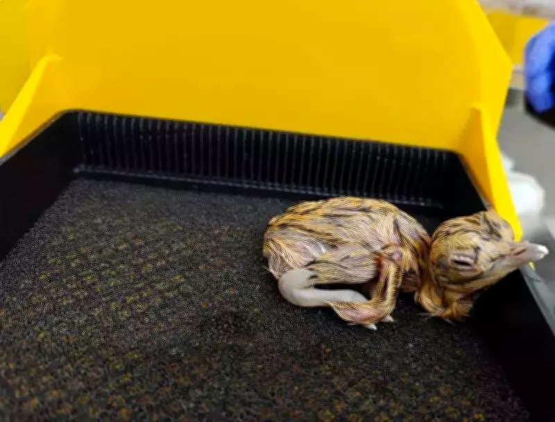 Great Indian Bustard Population Rises to 72 with New Chicks in Jaisalmer