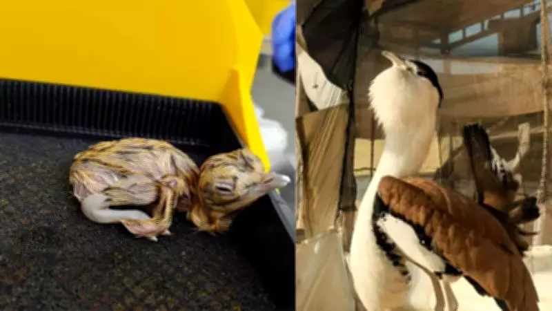 Great Indian Bustard Revival: Two More Chicks Born in Jaisalmer Breeding Program