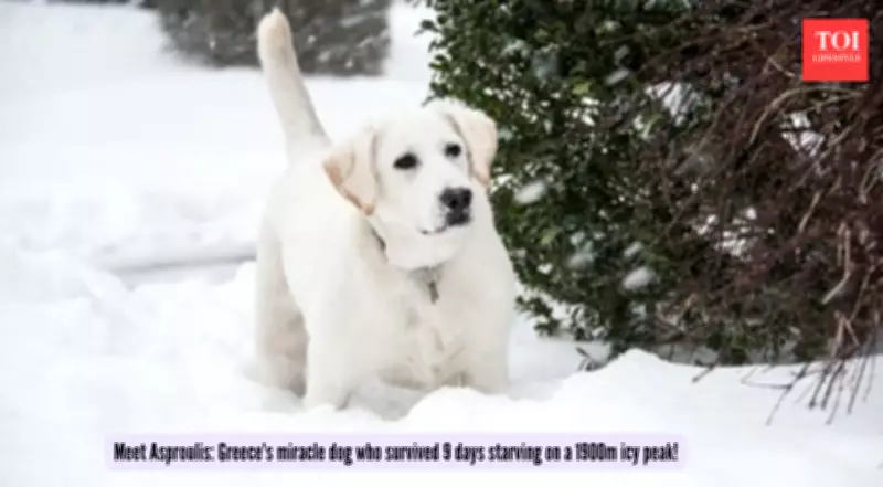 Greek Dog Asproulis Survives 9 Days on Icy Peak in Miraculous Rescue Story