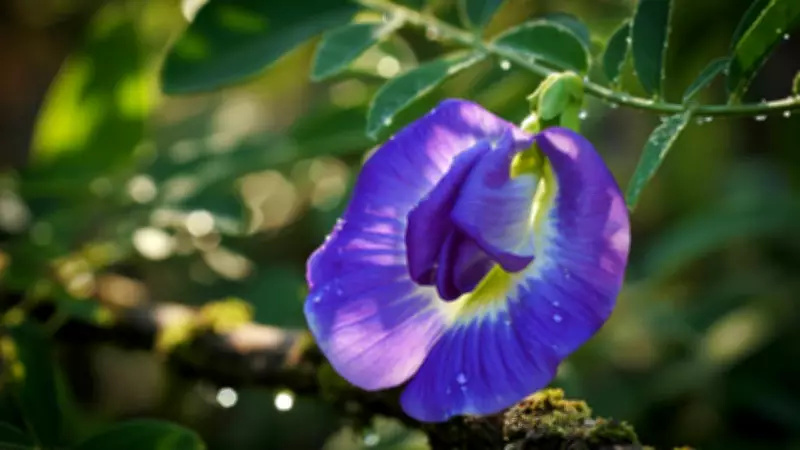 Grow Aparajita Flowers in Your Balcony: Complete Guide to Butterfly Pea Vine