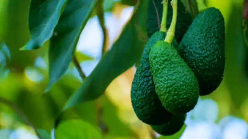 Grow Avocados at Home in India: Save Money with Container Gardening