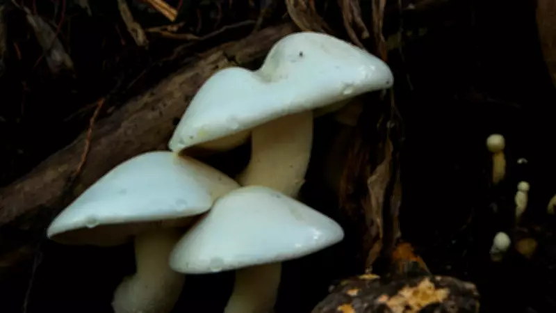 Grow Organic Mushrooms at Home in 5 Easy Steps with Plastic Bags