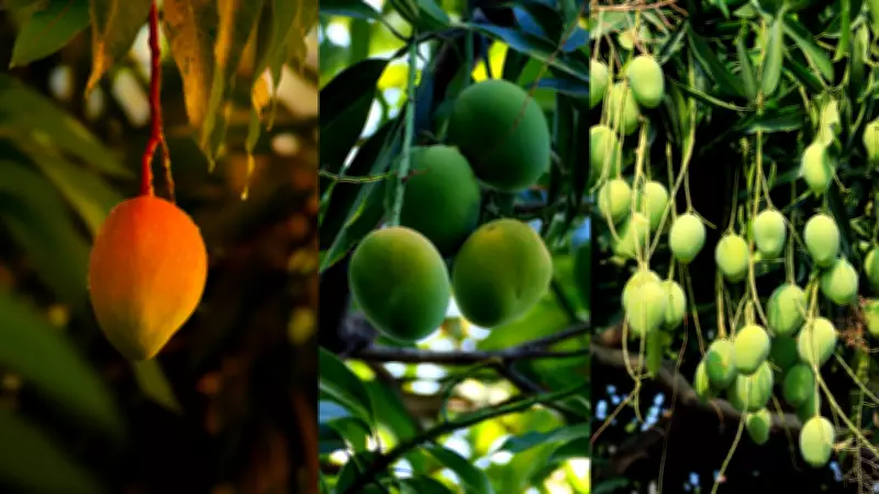 Grow Your Own Mango Tree on a Balcony: A Complete Urban Gardening Guide